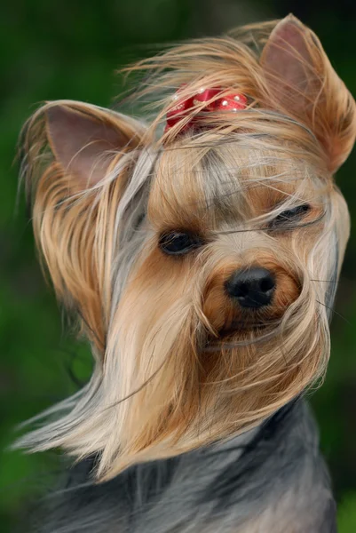 Portrait of yorkshire terrier on the wind — Stock Photo, Image