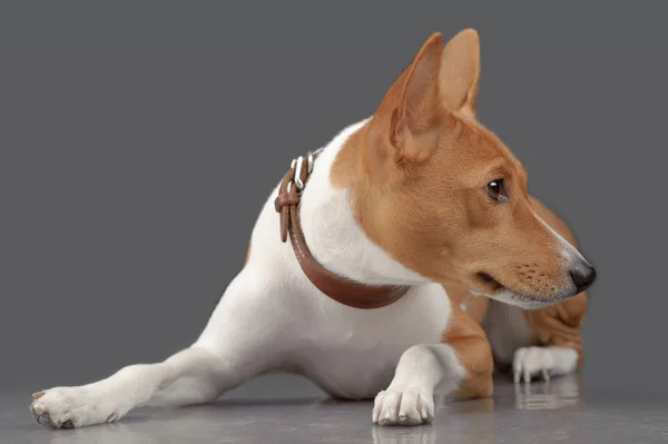 敷設バセンジーの子犬 — ストック写真