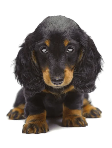腊肠狗的小狗的肖像 — 图库照片