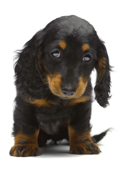 Retrato de cachorro de Dachshund — Foto de Stock