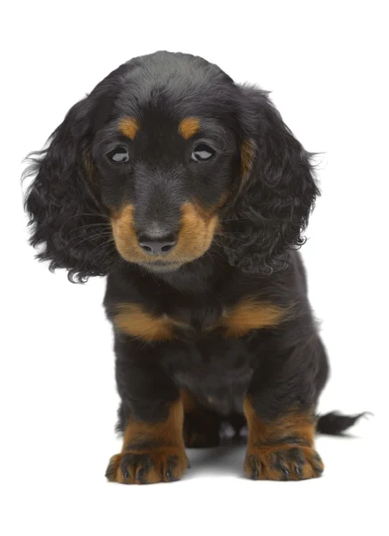 Portrait of puppy of Dachshund — Stock Photo, Image