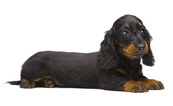 Retrato de filhote de cachorro de postura de Dachshund — Fotografia de Stock
