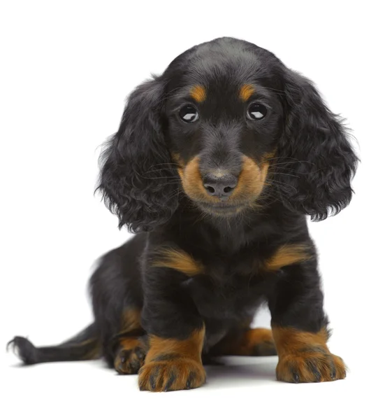 Portrait of puppy of Dachshund — Stock Photo, Image