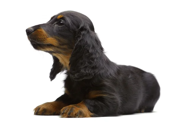 Retrato de cachorro ponedor de Dachshund — Foto de Stock