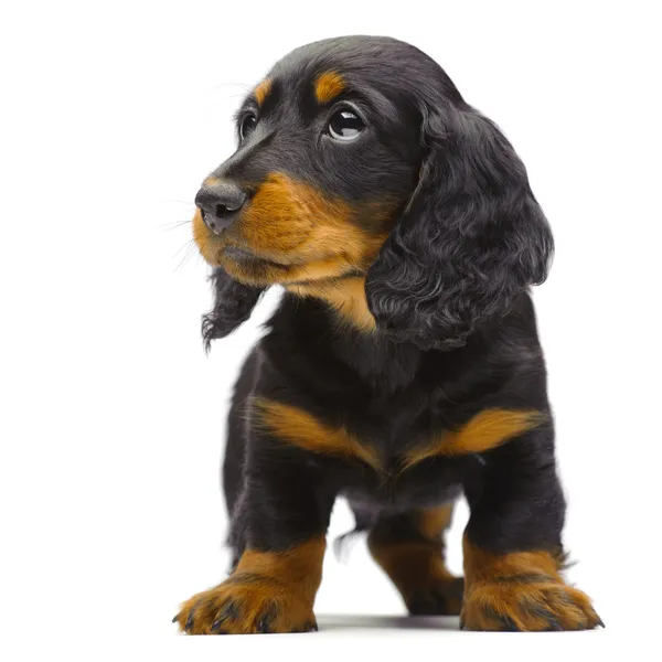常设的腊肠狗的小狗的肖像 — 图库照片