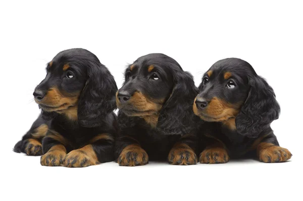 Portrait of three laying puppies of Dachshund — Stock Photo, Image