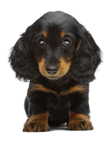 Retrato de cachorro de Dachshund —  Fotos de Stock