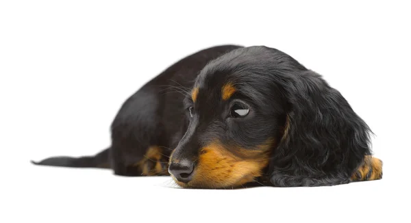 腊肠狗的小狗的肖像 — 图库照片
