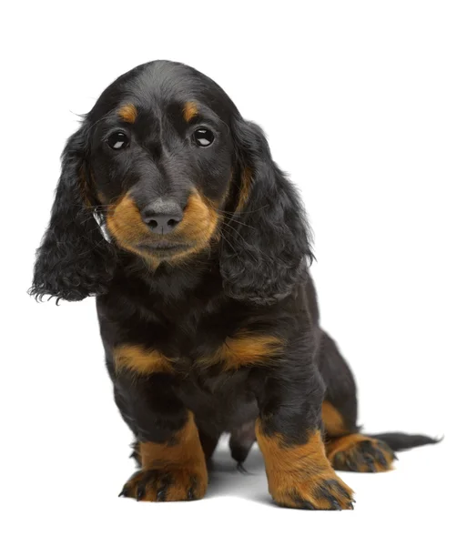 Retrato de cachorro de Dachshund — Fotografia de Stock