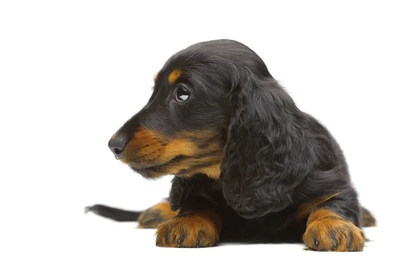 Portret van puppy van Teckel — Stockfoto