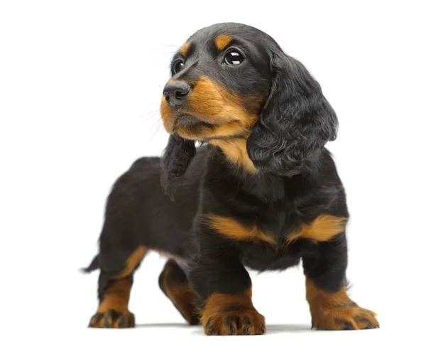 ダックスフンドの子犬の肖像画 — ストック写真
