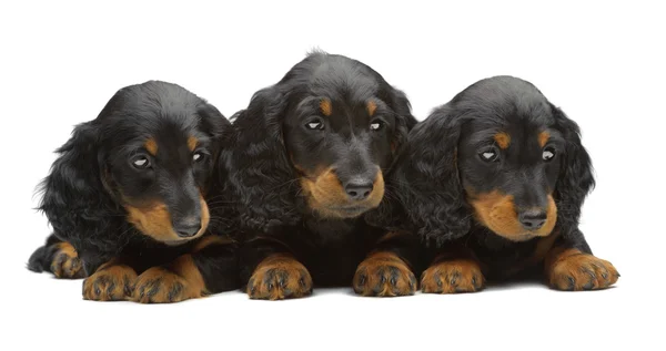 三只小狗的腊肠狗的肖像 — 图库照片