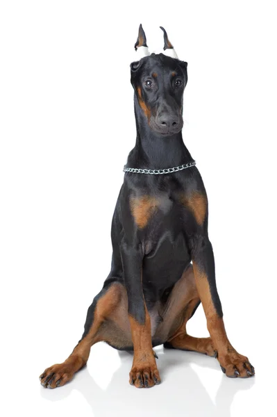 Cachorro de doberman sentado con yeso pegado en las orejas — Foto de Stock