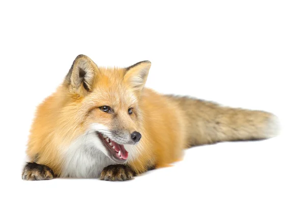 Red fox, kterým se dívá stranou — Stock fotografie