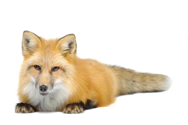 Red fox laying towards to cam — Stock Photo, Image