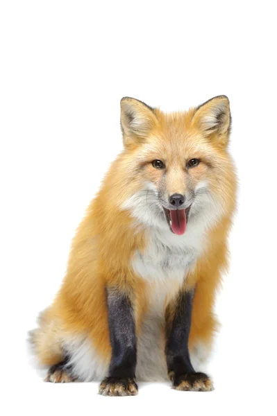 Red Fox Vulpes Vulpes 4 Years Old In Front Of White Background