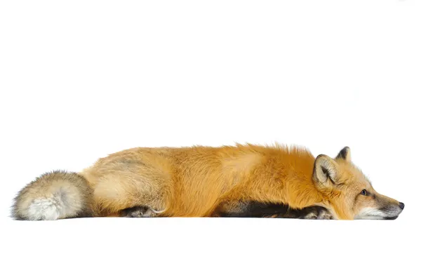 Red fox om rakt — Stockfoto