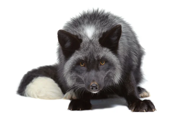 Silver fox leunend — Stockfoto