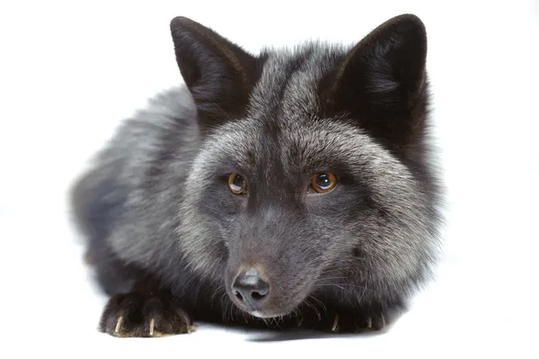 Silver fox, kterým se — Stock fotografie