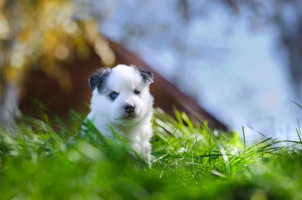 Портрет якутского щенка лайка — стоковое фото