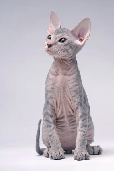 회색 시베리아 고양이, 오리엔탈 쇼트헤어 로열티 프리 스톡 이미지