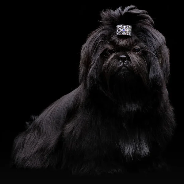 Porträt des shih tzu Hundes lizenzfreie Stockbilder