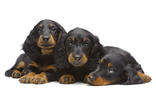 Retrato de tres cachorros ponedores de Dachshund Fotos De Stock Sin Royalties Gratis