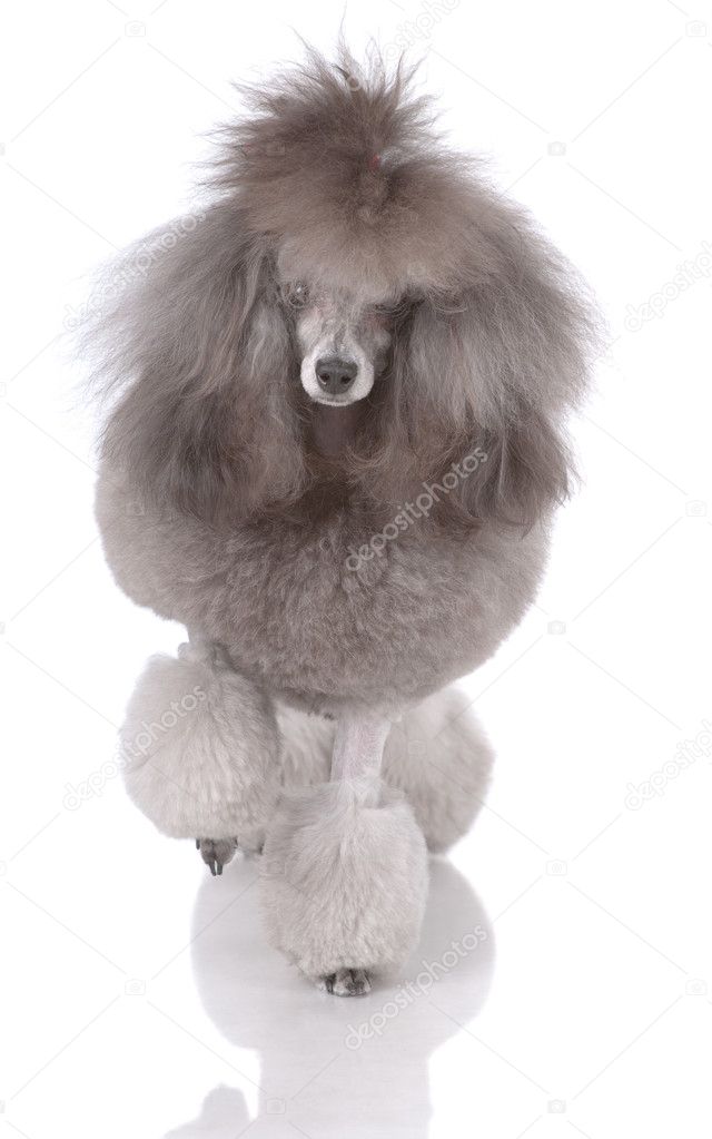 Portrait of poodle on three legs