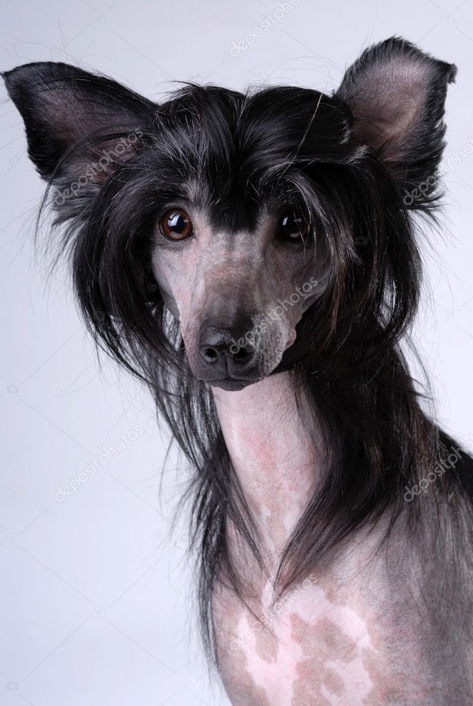 Black Chinese Crested Dog — Stock Photo © toloubaev #11635351