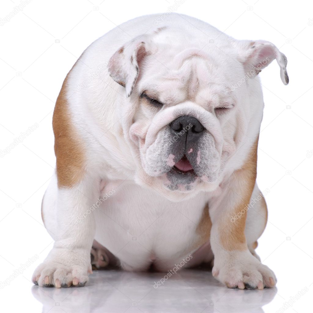 Smooth-haired English Bulldog dozing