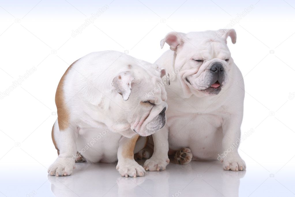 Pair of Smooth-haired English Bulldog