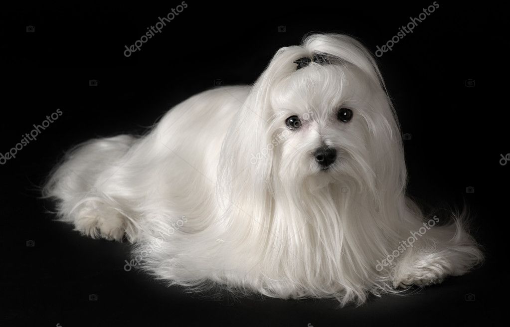 Portrait of Maltese dog Stock Photo by ©toloubaev 11635558