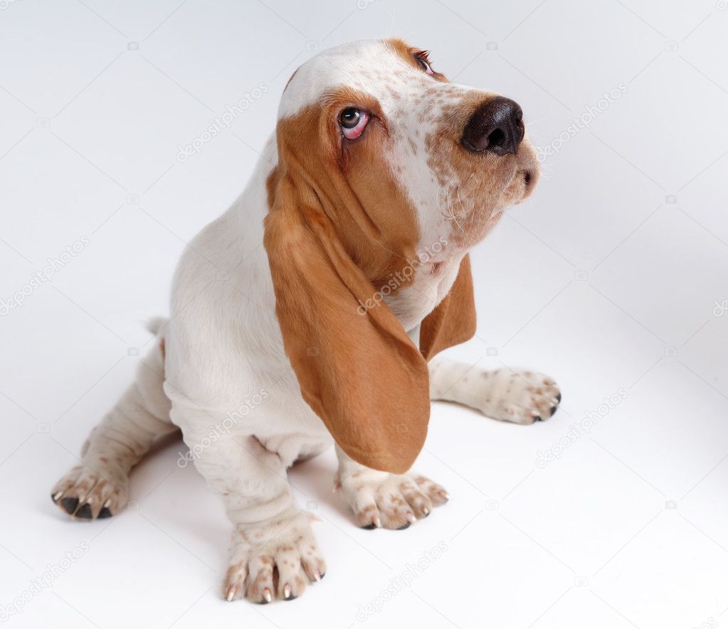 Portrait of basset-haund puppy