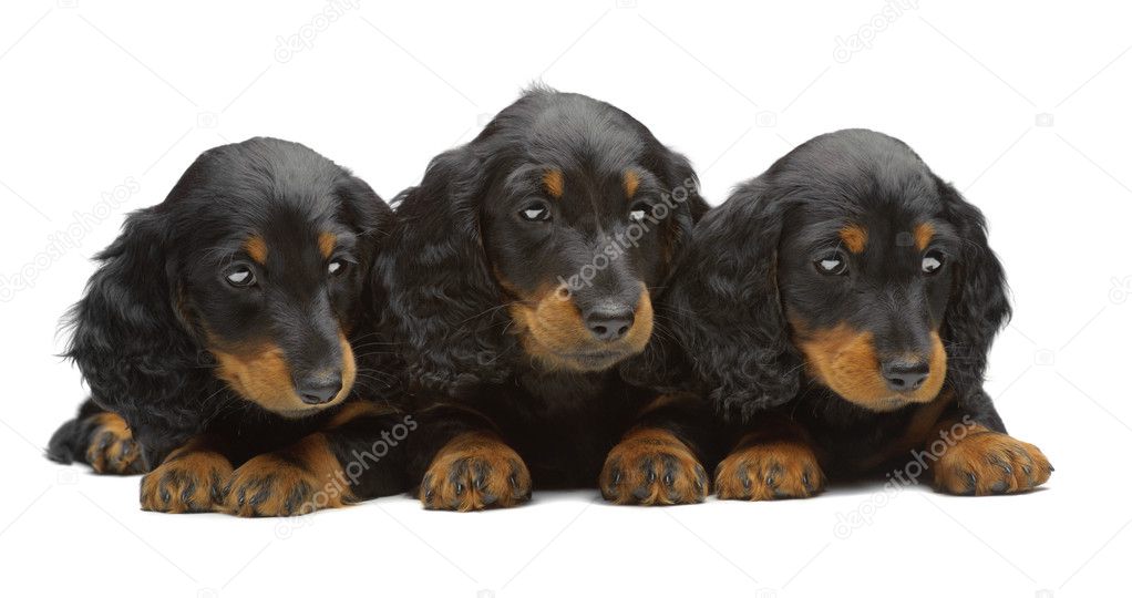 Portrait of three puppies of Dachshund