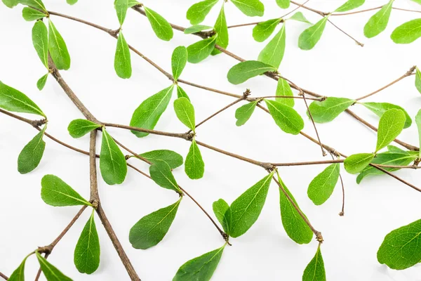 stock image Green leaf