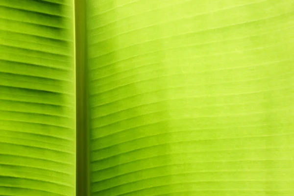 stock image Banana leaf