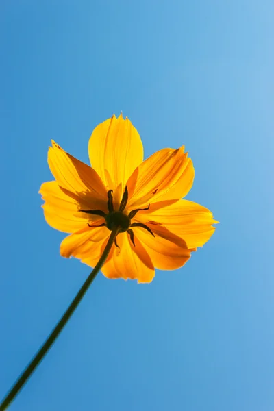 stock image Yellow Cosmos flower and blue sky