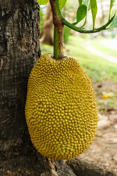 Jackfruit sur arbre — Photo