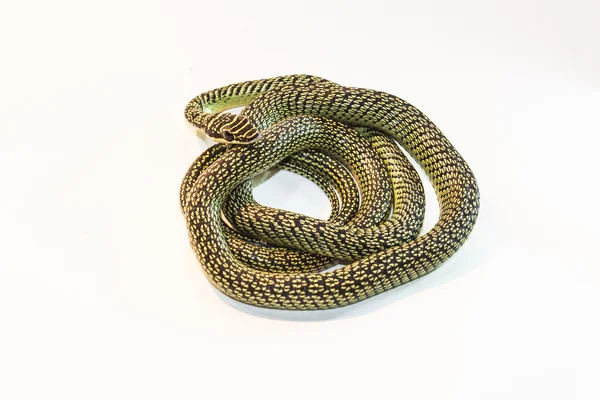 Serpente no chão traseiro branco — Fotografia de Stock