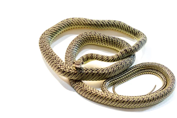 Serpent sur fond blanc — Photo