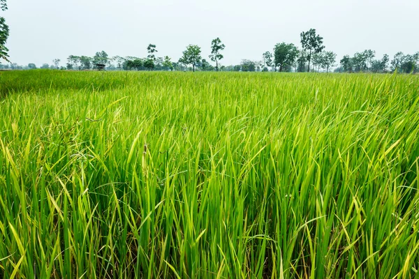 Terrasses de riz — Photo