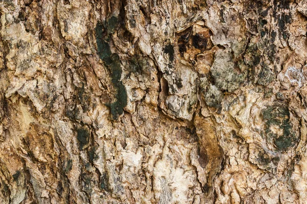 stock image Tree bark