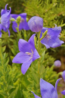 mavi mor campanula çiçekler açar