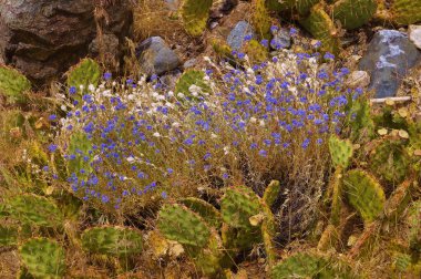 Cactus and purple desert wildflower clipart