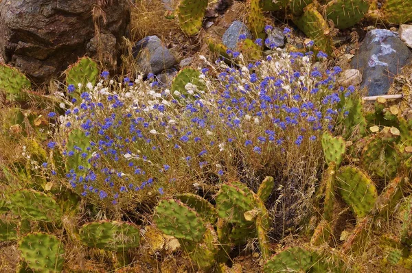Cactus and purple desert wildflower — Stock Photo, Image