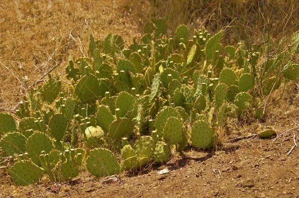 Cactus de pera espinosa verde —  Fotos de Stock