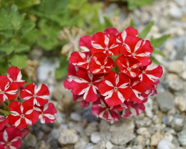 Květy červené bílé verbena Stock Snímky