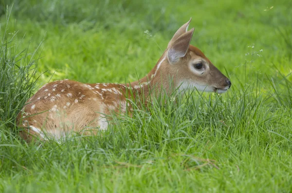 풀밭에서 엷은 Whitetail 사슴 — 스톡 사진