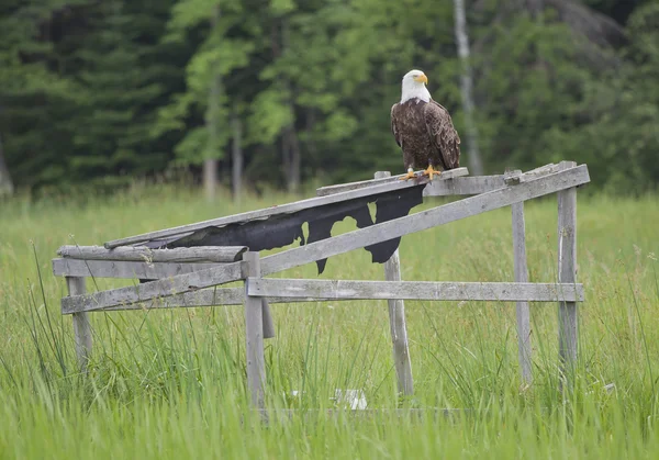 A bald eagle sitting on an old duck blind — Stock Photo, Image