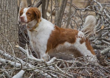 Brittany Spaniel with Tail standing at attention clipart